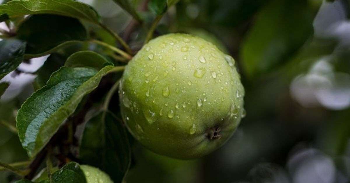 Green Apples