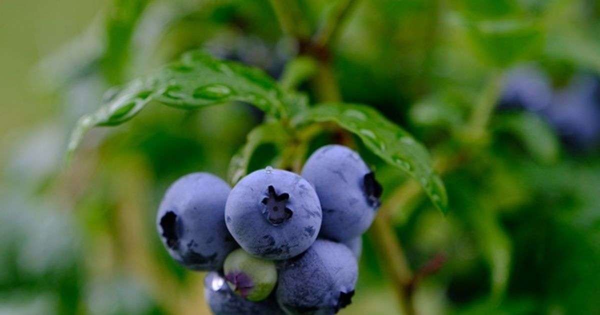 Blueberries 